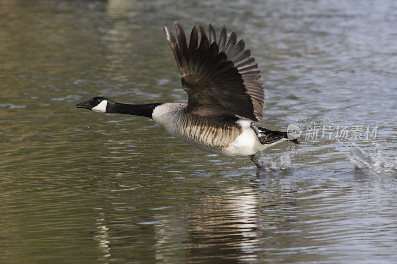 加拿大鹅Branta canadensis起飞